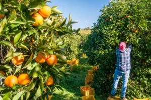 La disoccupazione agricola fornisce un sostegno economico ai lavoratori disoccupati dopo la perdita del lavoro